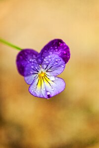 Nature colorful summer