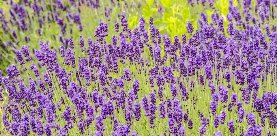 Plant purple lavender flower photo