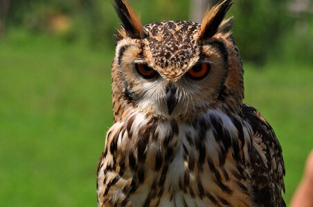 Nature perched beak