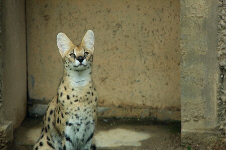 Feline animal cat