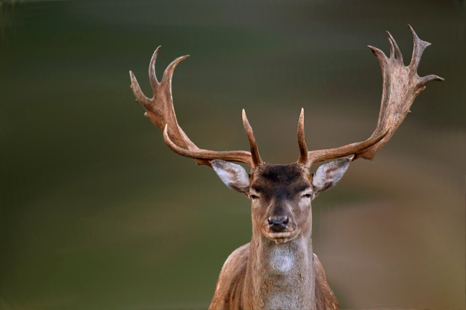 Fallow deer wild nature
