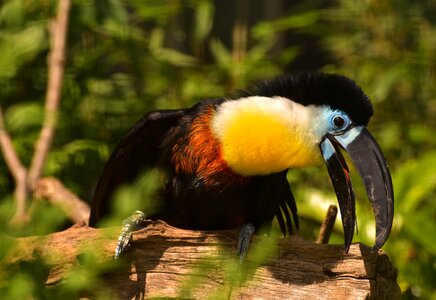 Funny plumage nature