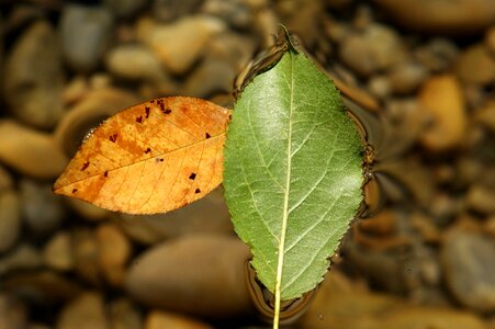 Green autumn leaf photo