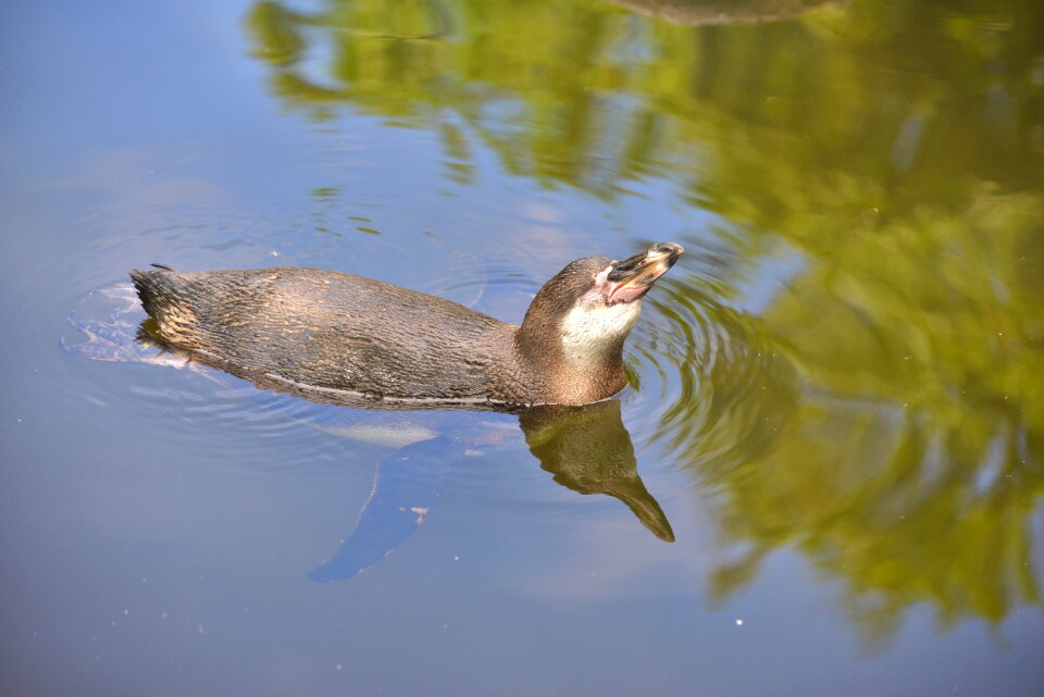 Bill water animal