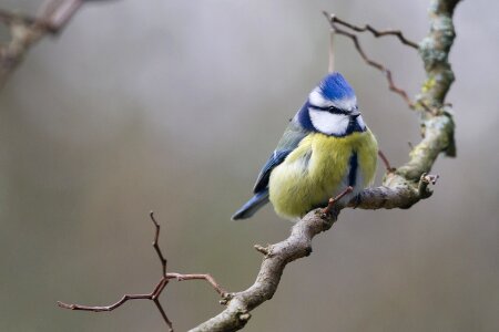 Animals nature fauna