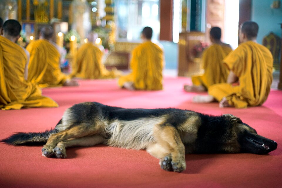 Buddhism faith priest