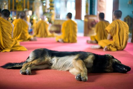 Buddhism faith priest