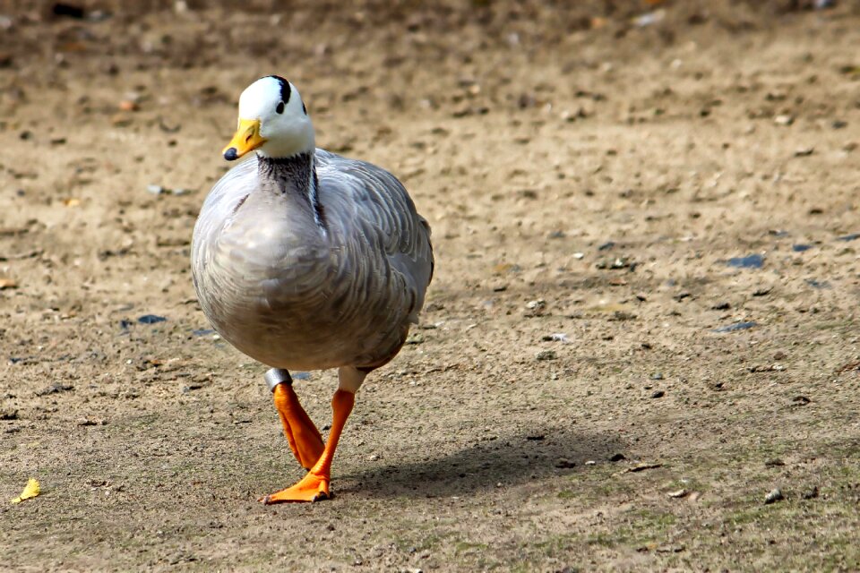 Water bird animal nature
