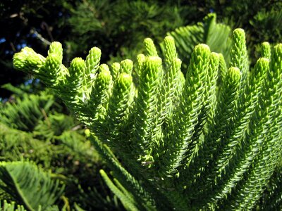 Family araucariaceae conifer big tree