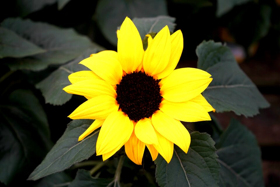 Botanical bright color