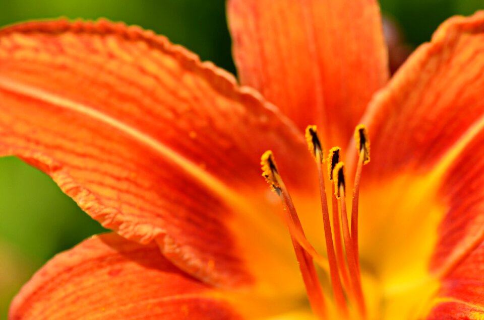 Summer bright blossom