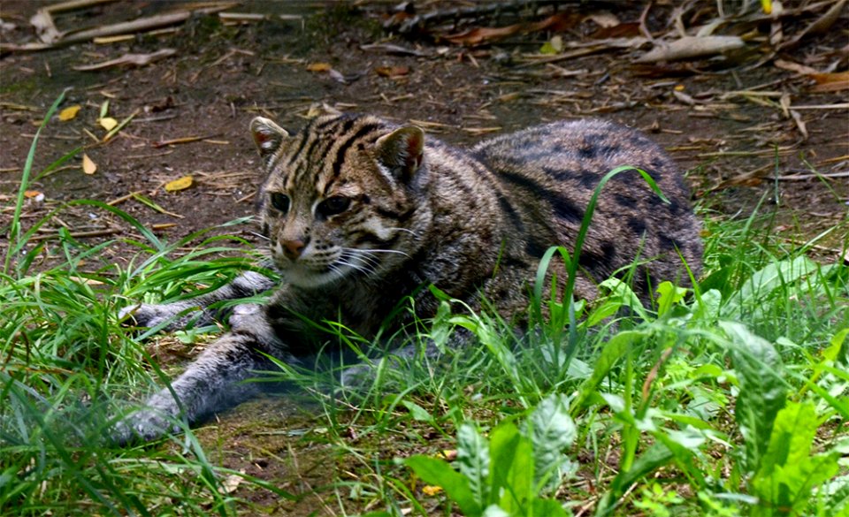 Prionailurus viverrinus Fishing cat Pont-Scorff Zoo 17082015 1