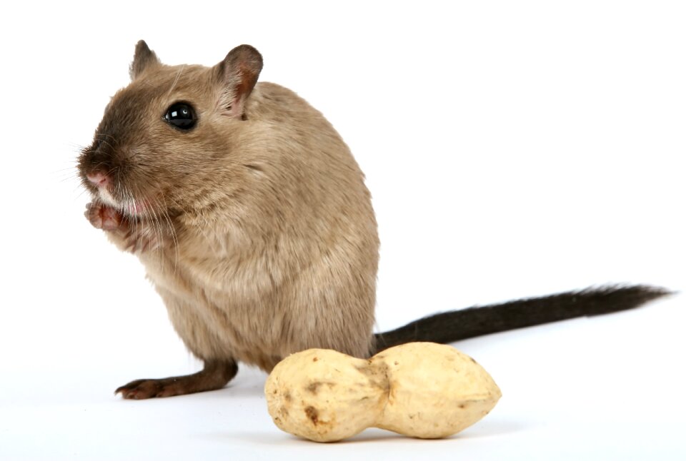 Critter domestic food