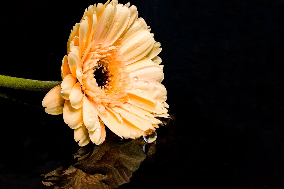 Bloom composites petals