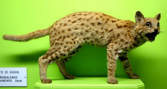 Prionailurus bengalensis (Felis bengalensis) - Museo Civico di Storia Naturale Giacomo Doria - Genoa, Italy - DSC02663