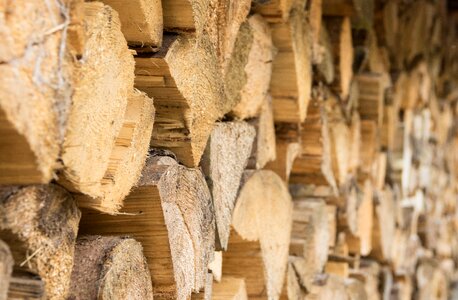 Dry wood background wood structure photo