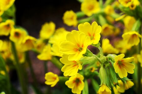 Bloom spring primrose pointed flower