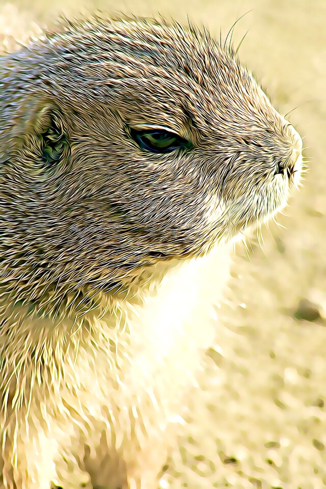 Hair fur coat animal