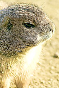 Hair fur coat animal
