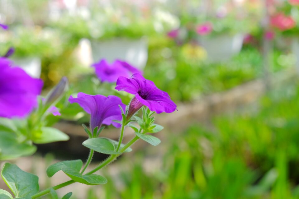 Green flower scenery