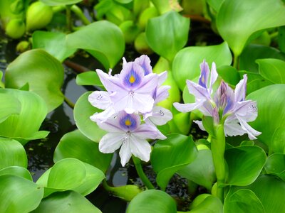 Plant flower park