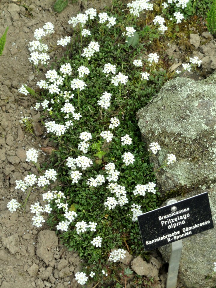 Pritzelago alpina - Botanischer Garten Freiburg - DSC06427