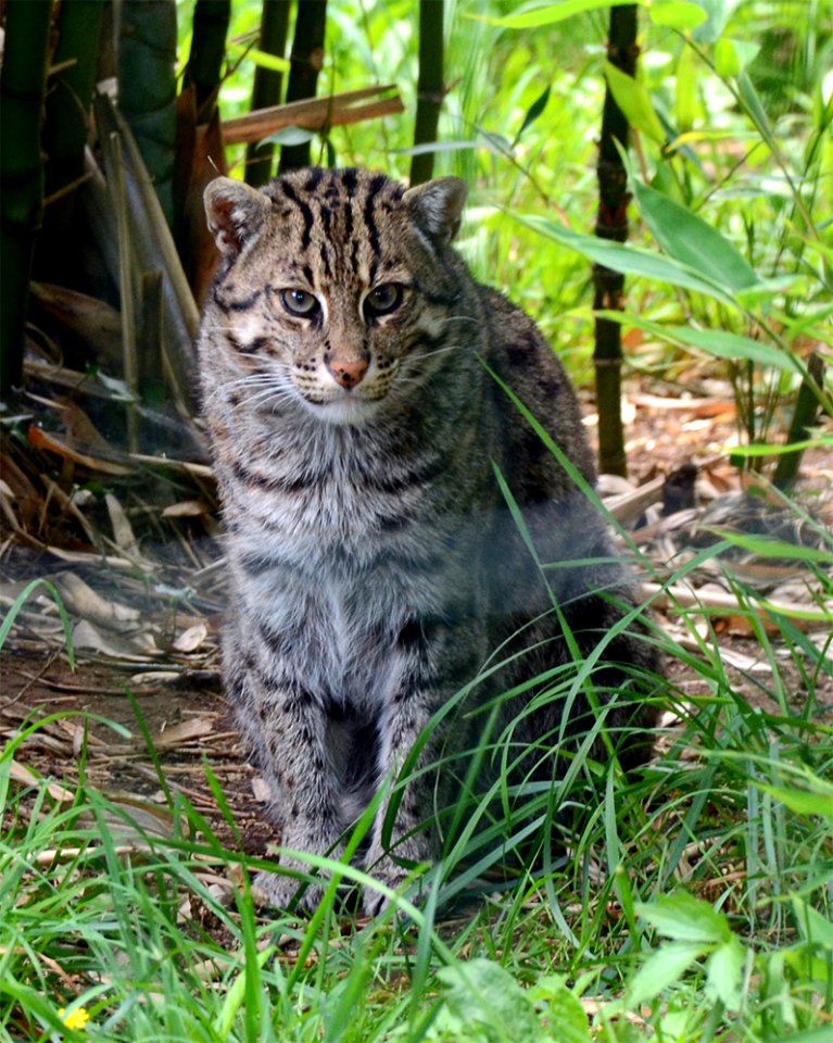 Prionailurus viverrinus Fishing cat Pont-Scorff Zoo 17082015 2