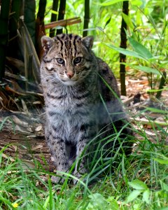 Prionailurus viverrinus Fishing cat Pont-Scorff Zoo 17082015 2