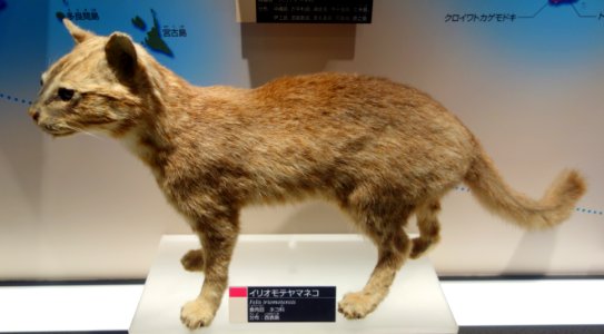 Prionailurus bengalensis iriomotensis (Felis iriomotensis) - National Museum of Nature and Science, Tokyo - DSC07078