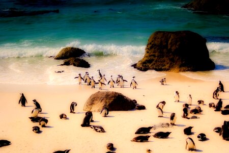 Birds cute beach