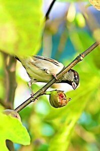 Eat birds crop photo