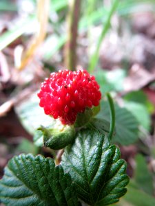Potentilla indica, 2020-12-11, Beechview, 02