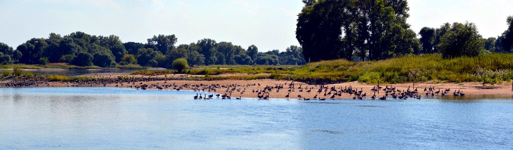 River elbe birds photo