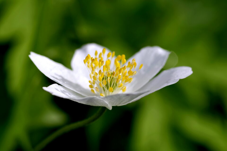 The petals tiny spring