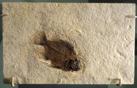 Priscacara liops, Lincoln County,Wyoming - Natural History Museum of Utah - DSC07163