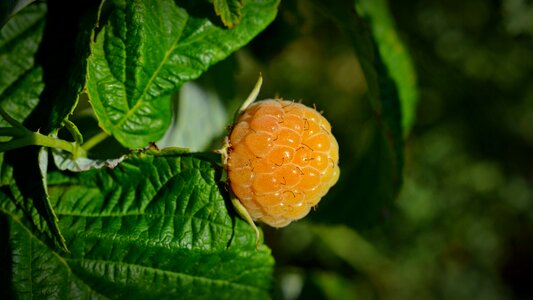 Fruit nature summer