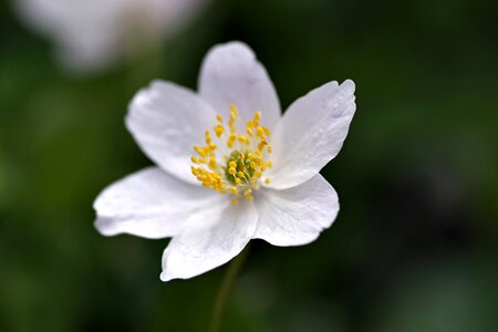 The petals tiny spring photo