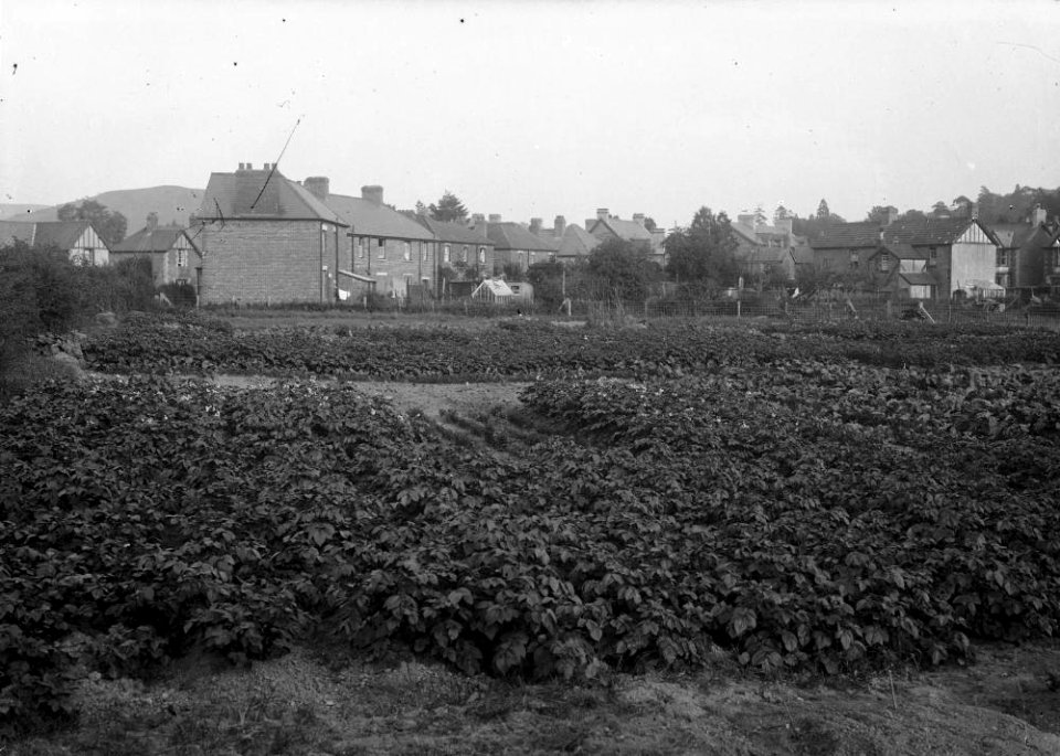 Potato patch near houses (1293887)