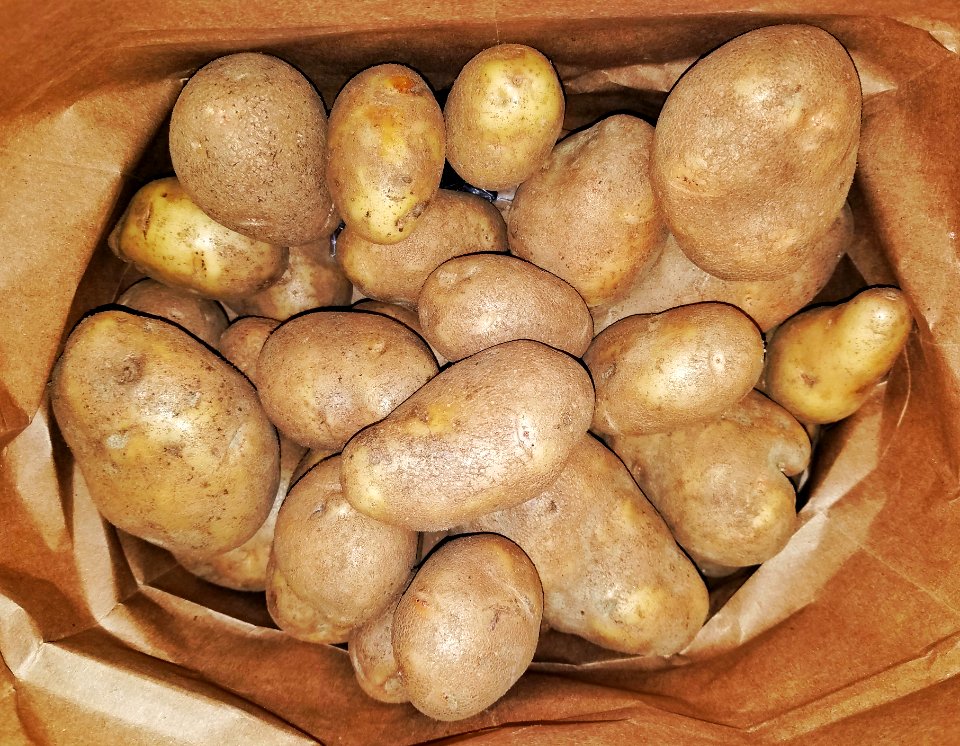 Potatoes - Massachusetts