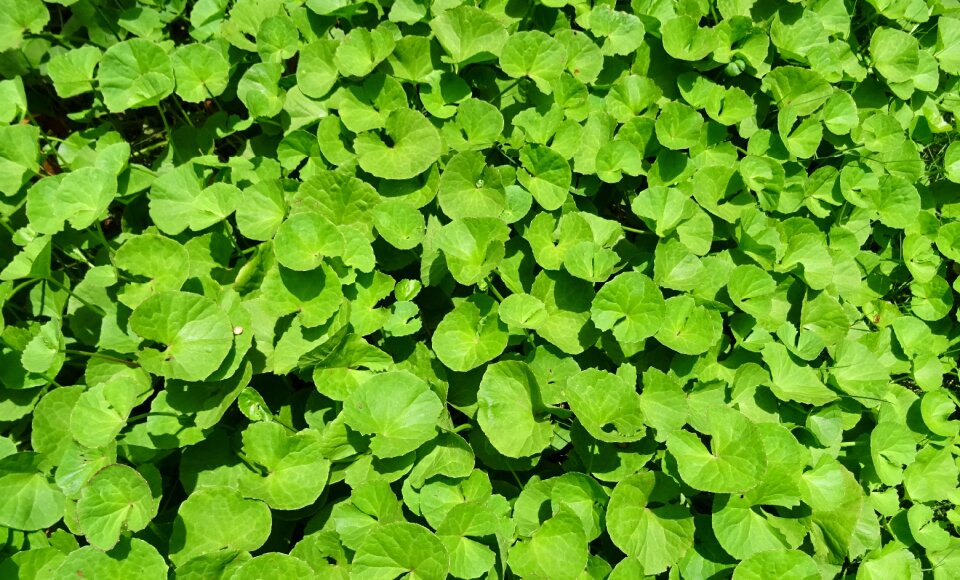 Indian pennywort coinwort indian water navelwort
