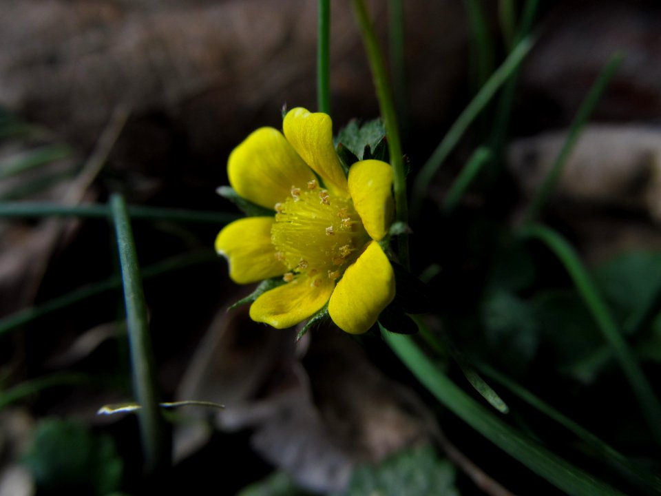 Potentilla indica, 2020-12-11, Beechview, 04
