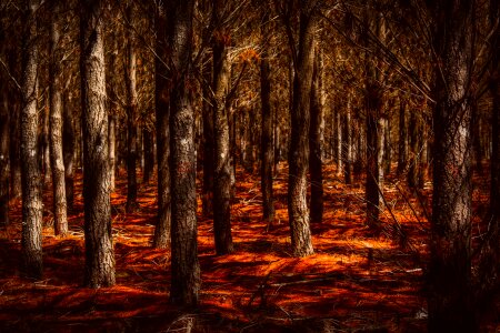 Woods autumn dense photo