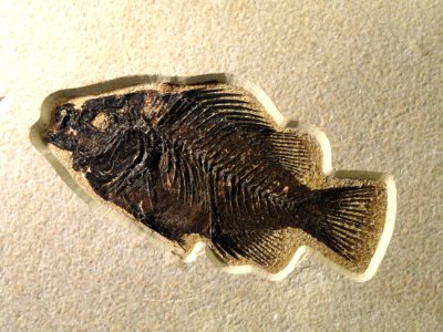 Priscacara liops, Lincoln County, Wyoming - Natural History Museum of Utah - DSC07179