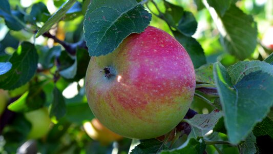 Delicious fruits apple tree