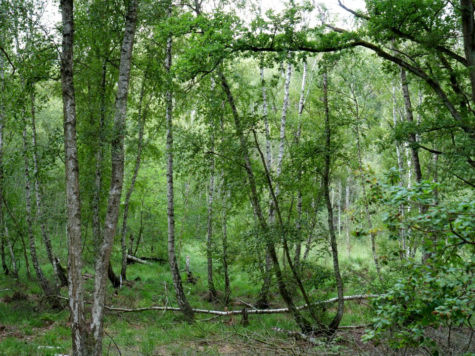 Postfenn Grunewald 2019-10-24 02
