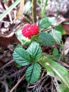 Potentilla indica, 2020-12-11, Beechview, 01