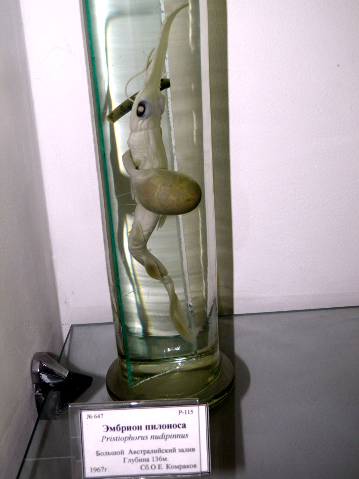 Pristiophorus nudipinnis, embryo