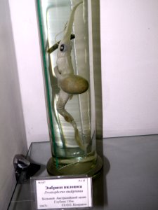 Pristiophorus nudipinnis, embryo