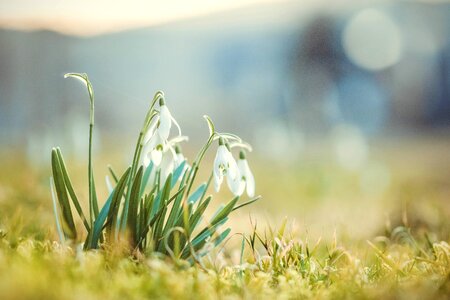 Signs of spring nature white