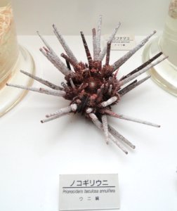 Prionocidaris baculosa annulifera - Osaka Museum of Natural History - DSC07833
